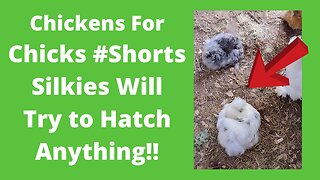 Broody Silkie Hen #Shorts