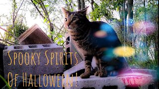 Cats Experience Halloween Spooky Ambiance