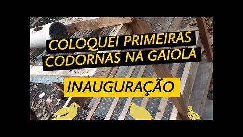 INAUGURAÇÃO DA GAIOLA / COLHENDO OVOS DAS CODORNAS