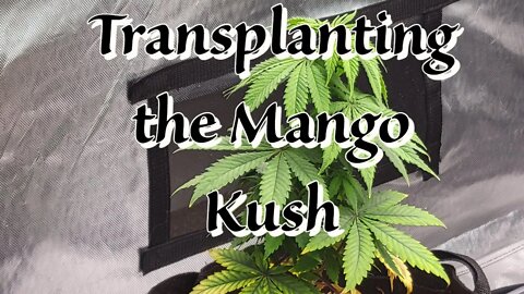 Transplanting the Mango Kush #MarsHydro #TSW2000