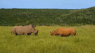 White Rhino Vs Black Rhino In Rare Face-Off: SNAPPED IN THE WILD