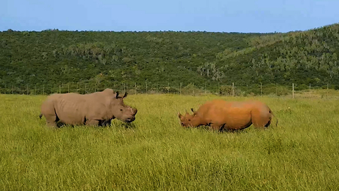 White Rhino Vs Black Rhino In Rare Face-Off: SNAPPED IN THE WILD