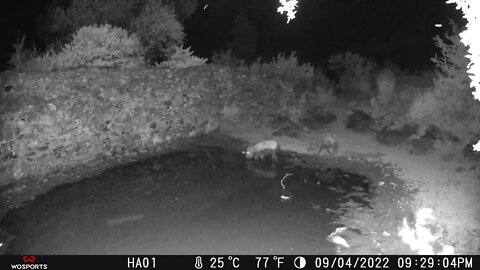 Wild Boar Mud Bath Caught in Trail Camera #TrailCamera #MudBath #CameraTrap #NightVideo
