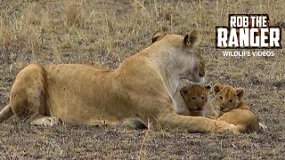 Very Cute Lion Cubs | Maasai Mara Safari | Zebra Plains