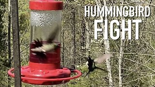 Hummingbird Fight