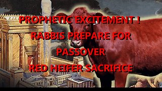 PROPHETIC EXCITEMENT! RABBIS PREPARE FIRST PASSOVER RED HEIFER SACRIFICE