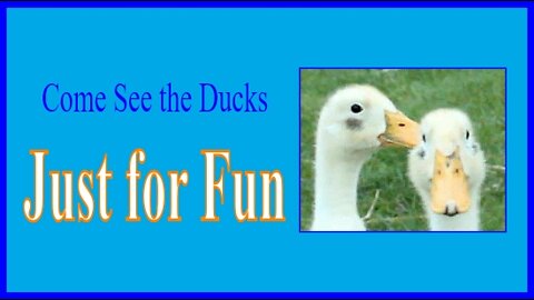 Duck Fun