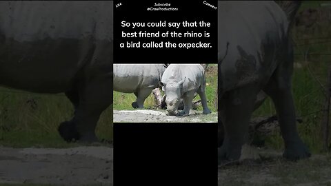 Rhinos and oxpeckers #rhino #shorts