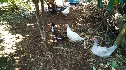 Muscovy Ducks, time for a rest 26th July 2021