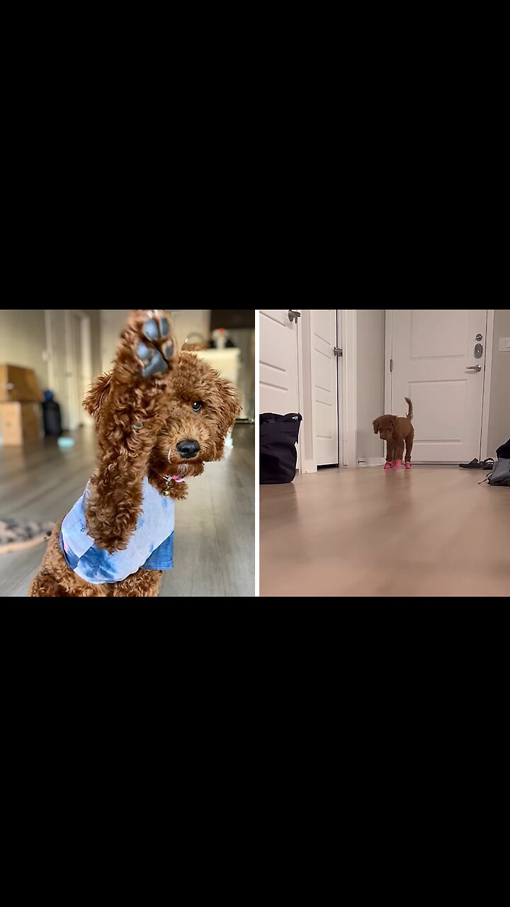 Not Fixed Doggo Doggo Is Not A Fan Of His New Shoes