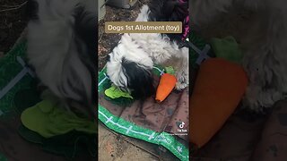 Dogs 1st Allotment toy