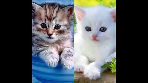 Love Animals Cute Baby Cats Compilation in 2023#2