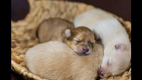 Newborn Puppies Opening Eyes After 2 Weeks - They's So Cute Viral Dog Puppy