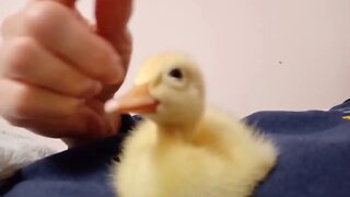 Indian Runner Duckling, a couple of days old ( Video 1 )