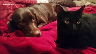 Tully’s Tails: The special bond between a cat and a dog