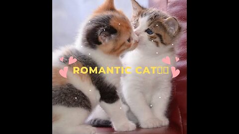 Romantic Cat🙈😁