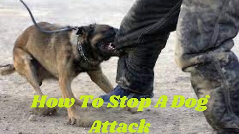 How To Stop A Dog Attack.