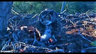 Mom & Her Owlet Share Breakfast 🦉 3/2/22 07:45