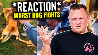 Reacting to the Internet's WORST Dog Fights