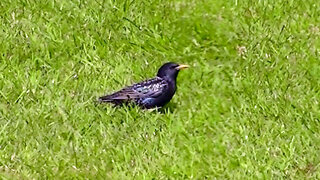 IECV NV #540 - 👀 European Starling That The Steller's Jay Hurt A Whyer Back 🐤 5-8-2018