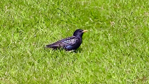 IECV NV #540 - 👀 European Starling That The Steller's Jay Hurt A Whyer Back 🐤 5-8-2018