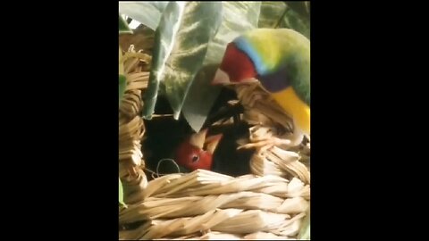 baby parrot asking its mother for food