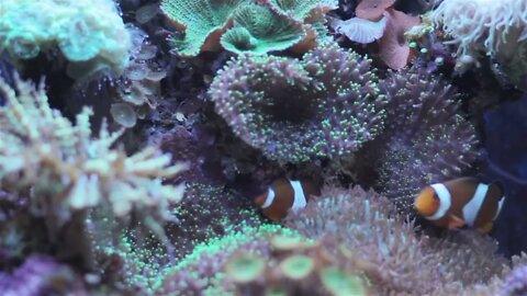 Coral and underwater marine life