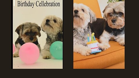 Dogs Birthday Celebrations