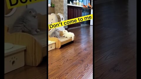 Funny and Cute Cat Reaction #Petsandwild #funnycats #babycat