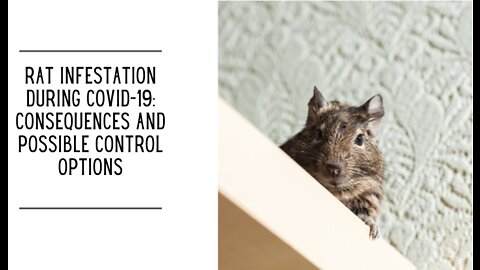 Rat Infestation During COVID-19: Consequences and Possible Control Options