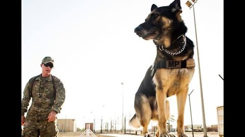 Training A Dog To Gait On A Loose Lead By Eric Salas