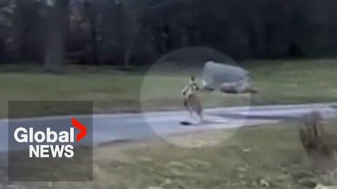 Kangaroo spotted hopping around Ontario road