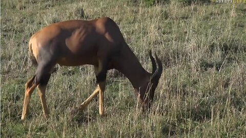 Sept 21, 2017 Sunrise - Topi Antelope -The Policeman of the Mara