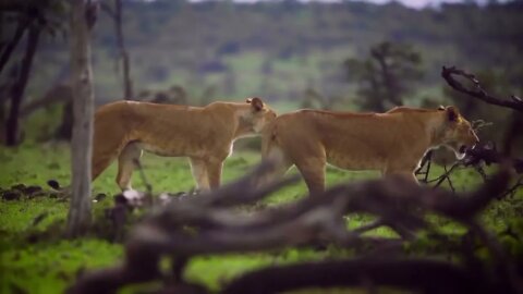 Pair of Lionesses Walking Away #animals #taiger #animals