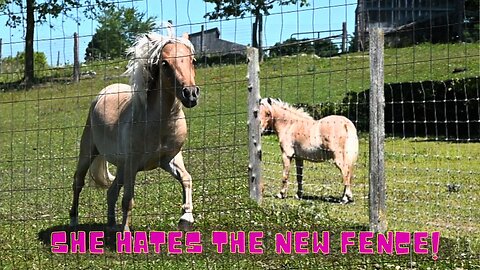 Our Miniature Horse Went Crazy!