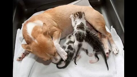 A dog feeding kittens is a beautiful sight