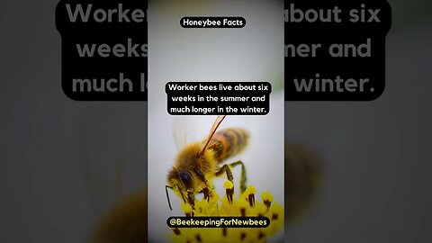 Seasons of the Bee: Honeybee Lifespan 🌞❄️