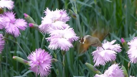 Following a hummingbird hawk-moth jumping from flower to flower