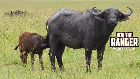 Big Buffalo Herd With Cattle Egrets | Maasai Mara Safari | Zebra Plains