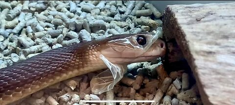 australia venomous snakes🐍 GHOST shedding… 😃