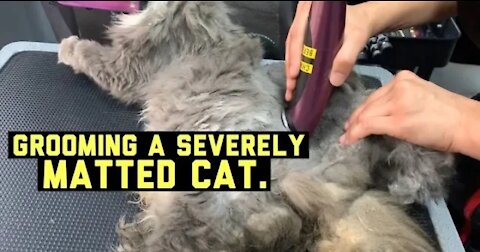 Watch the best way to cut cat hair 😉👌🏻