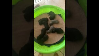 Cane Corso Puppies