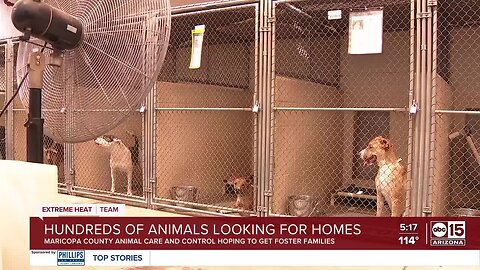 Maricopa County animal shelter looking for foster homes for 119 dogs