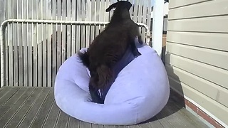 This Cool Goat Is On A Mission To Balance On A Blow-Up Chair