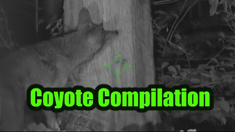 Air Rifle Coyote Beatdown Compilation