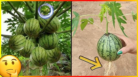 🌴🍉 Astonishing: Growing Papaya inside Watermelon! Master the Technique to Cultivate Papaya! 🌱🏡
