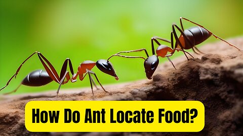 Ants and their Sense of Smell I How Do Ant Locate Food