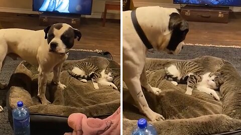 Dog gets hilariously annoyed of cat stealing his bed
