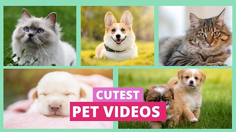 Funny Animals 🐾 - Best of 2024 Funny Animal Videos 😁 | Cutest Pets Compilation