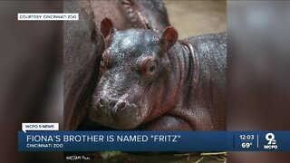 Cincinnati Zoo names new baby hippo Fritz